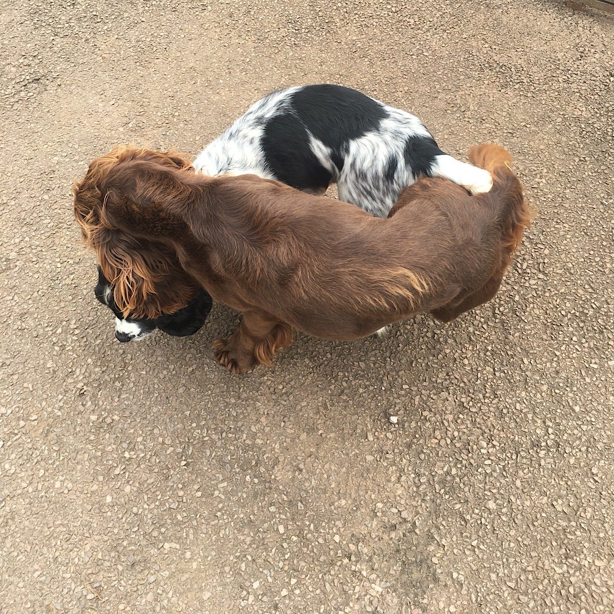 How Much Is It To Stud A Dog